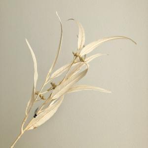 ASCA ������ �桼���� (A-43973008)