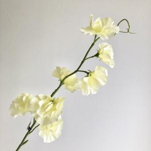 ASCA アスカ スイトピー×7 (A-34388020)