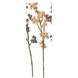 アスカ(Asca) ベリースプレー (A-47890020)