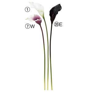 ASCA アスカ カラーリリィ (A-34080001)