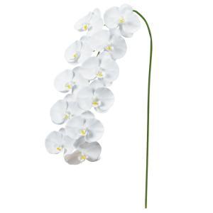 ASCA アスカ コチョウランX11 (A-34096001)