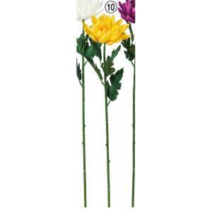 ASCA アスカ 菊 (A-34266010)