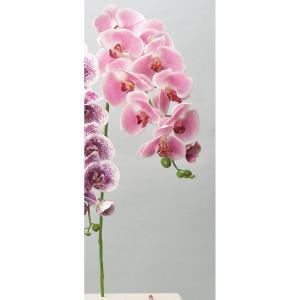 ASCA アスカ コチョウランX9 つぼみX5 (A-34290045W)