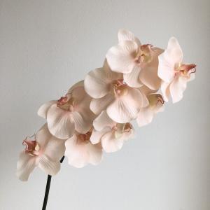 ASCA アスカ コチョウランX8 (A-34275004S)