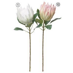 ASCA アスカ プロテア (A-34332001)