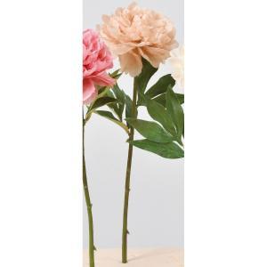 アスカ(Asca) ピオニー (A-34379008D)