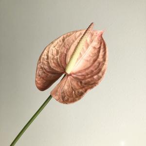 ASCA アスカ アンスリウム (A-34669004D)