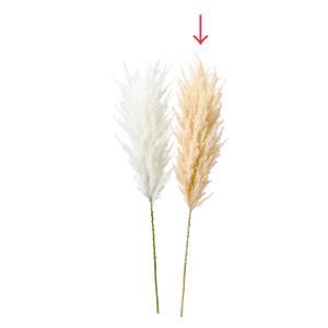 ASCA アスカ パンパス (A-43652008)