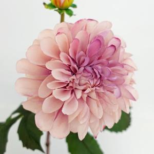 ASCA アスカ ダリア×1つぼみ×1 (AP03009 055C)