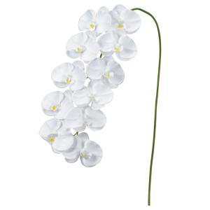 ASCA アスカ コチョウランX11 (A-34095001)