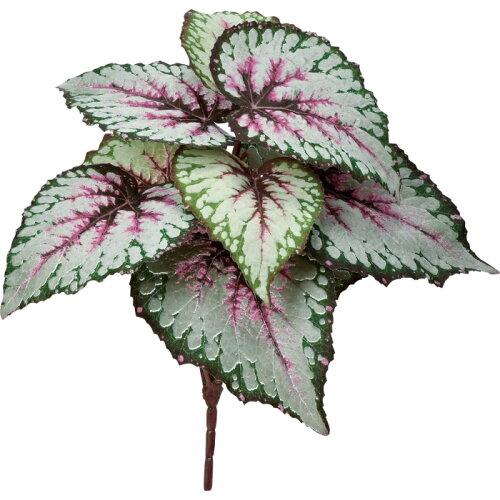 ASCA アスカ ベゴニアブッシュ (A-43350-053P)【入数:12】