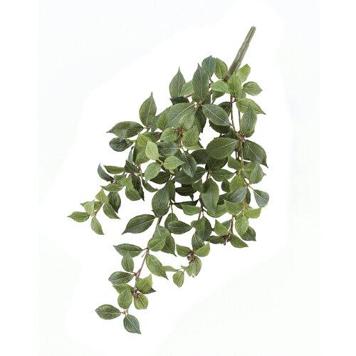 Other - ASCA アスカ マウンテンアッシュハンギングブッシュ (A-42519-051A)【入数:6】