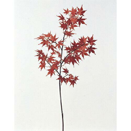 Yellow, Orange - ASCA アスカ モミジ(L) (A-46041-002)【入数:6】