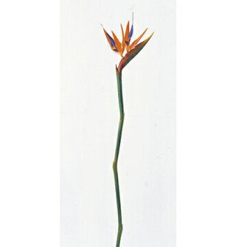 ASCA アスカ ストレチア (A-36084-030)【入数:12】