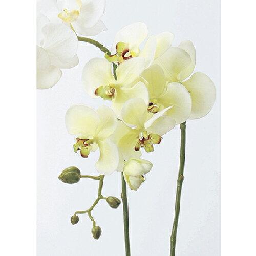 ASCA アスカ コチョウラン(S)X6 つぼみX5 (A-31257-053A)【入数:6】