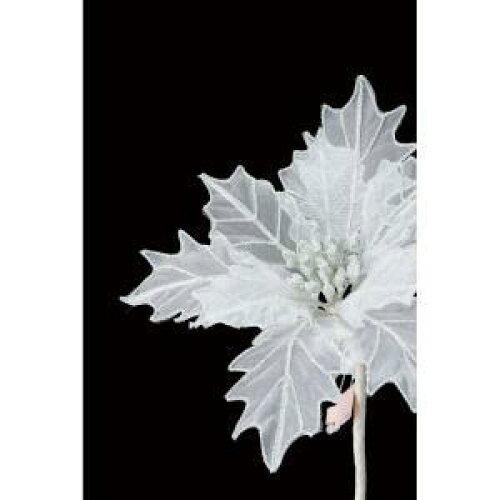 ASCA アスカ ポインセチア (AX60423-001S)【入数:12】