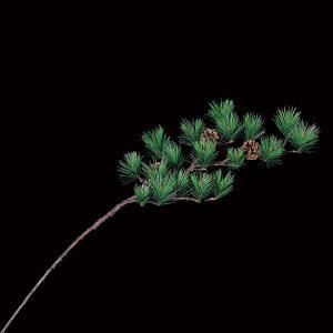 ASCA アスカ 五葉松 (A-74397-044)