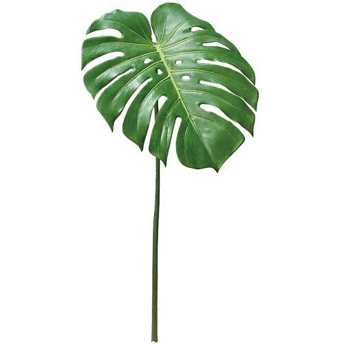 ASCA アスカ モンステラ (A-43851-051A)【入数:12】