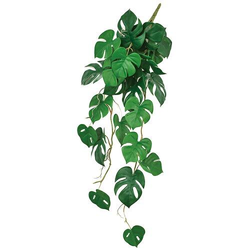 アスカ(Asca) モンステラリーフバイン (A-43905-051A)【入数:6】