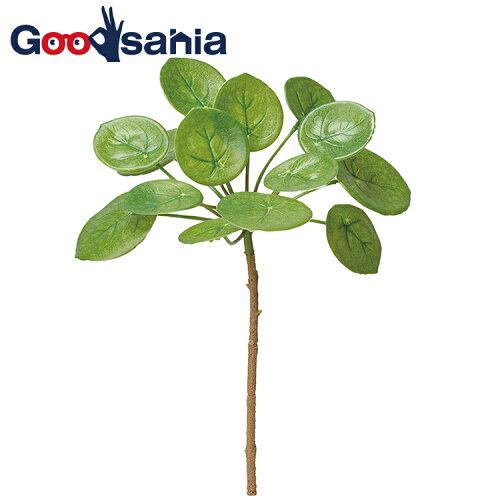 ASCAアスカペペロミア