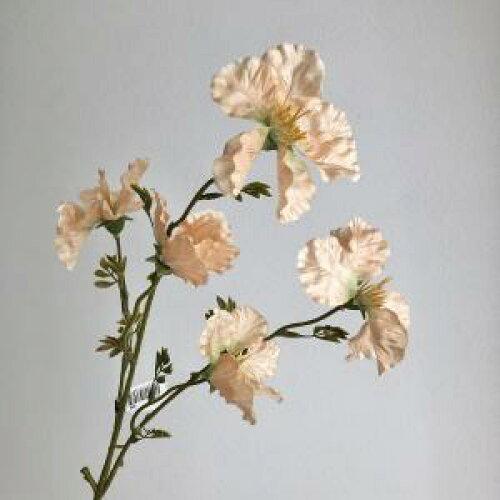 アスカ(Asca) ワイルドフラワーX5 (A-34539-004)【入数:12】