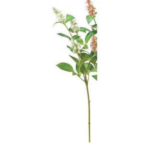 ASCA アスカ パチュリX3 (A-34537-001)【入数:12】