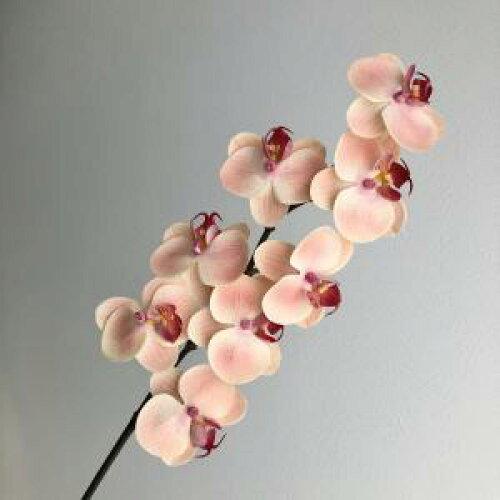 アスカ(Asca) コチョウランX8 (A-34613-004)【入数:12】