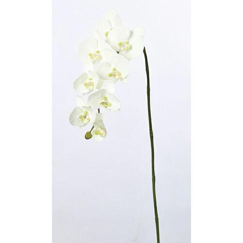 ASCA ������ �����祦���X8 �Ĥܤ�X1 (A-33007-001)������:12��