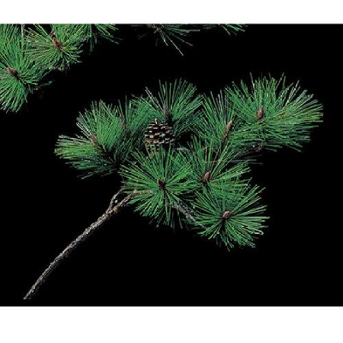 ASCA アスカ 老松(S) (A-74126-044)【入数:6】