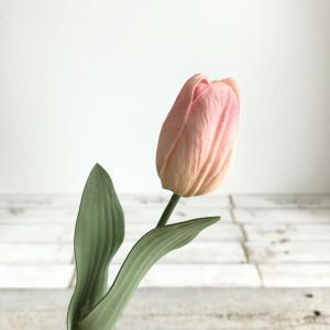 ASCA アスカ チューリップ (A-34715-014P)【入数:24】