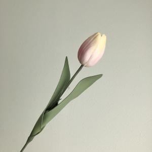 ASCA アスカ チューリップ (A-34715-003Y)【入数:24】