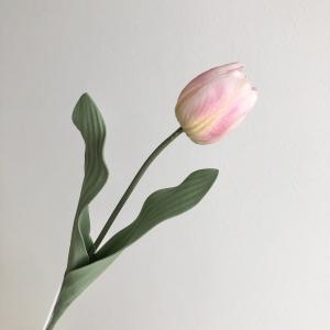 ASCA アスカ チューリップ (A-34715-003)【入数:24】