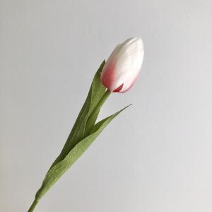 ASCA アスカ ミニチューリップ (A-35051-001R)【入数:24】