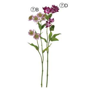 ASCA アスカ アストランティア×8 (A-35058-007B)【入数:36】