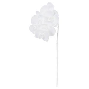 ASCA アスカ コチョウラン×6 (A-35147-001A)【入数:12】