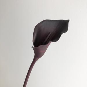 ASCA アスカ カラーリリィ (A-35157-035E)【入数:24】