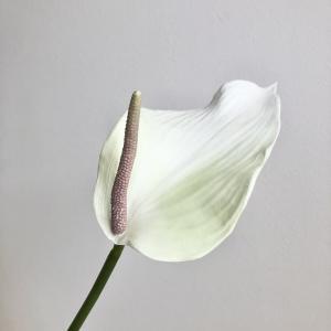 ASCA アスカ アンスリウム (A-35198-052L)【入数:12】