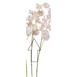 ASCA アスカ スイトピー×10 (A-35210-003S)【入数:12】