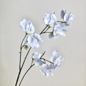 ASCAアスカスイトピー×10