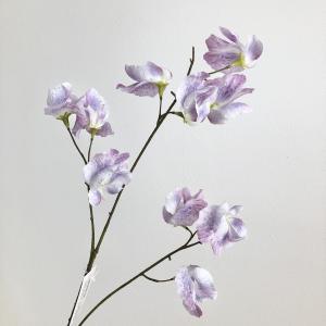 ASCAアスカスイトピー×10