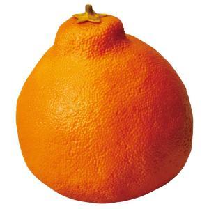 欢迎, 退休 - ASCA アスカ デコポン (A-20461-030)【入数:12】