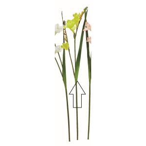 ASCA アスカ フリージア (A-35101-010)【入数:12】