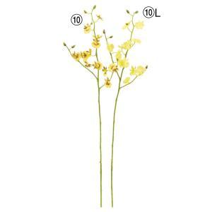 ASCA アスカ オンシジューム×12 つぼみ×6 (A-35191-010)【入数:12】