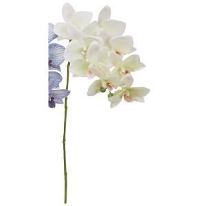 ASCA アスカ コチョウラン×8 つぼみ×2 (A-35240-052)