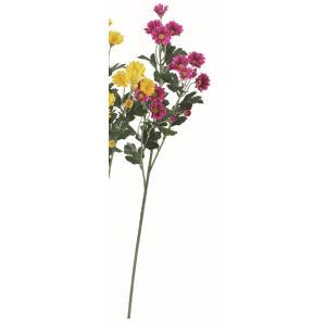 ASCA アスカ 小菊×18 (A-35247-026)