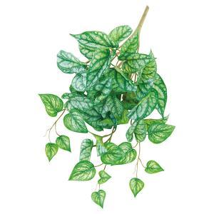 ASCA アスカ リーフブッシュ (A-43818-052T)【入数:12】