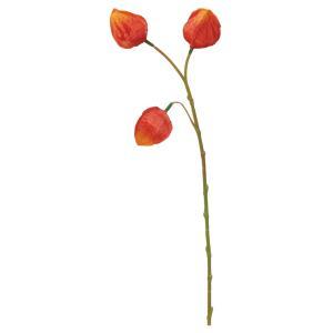 ASCA アスカ ホオズキ (A-47947-030)【入数:24】