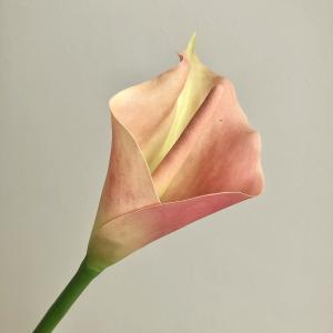 ASCA アスカ カラーリリィ (A-34318-004G)【入数:12】