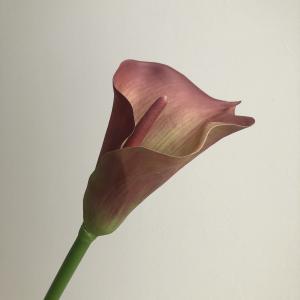 ASCA アスカ カラーリリィ (A-34319-015G)【入数:6】