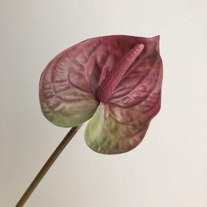 ASCA アスカ アンスリウム (A-34321-015G)【入数:12】